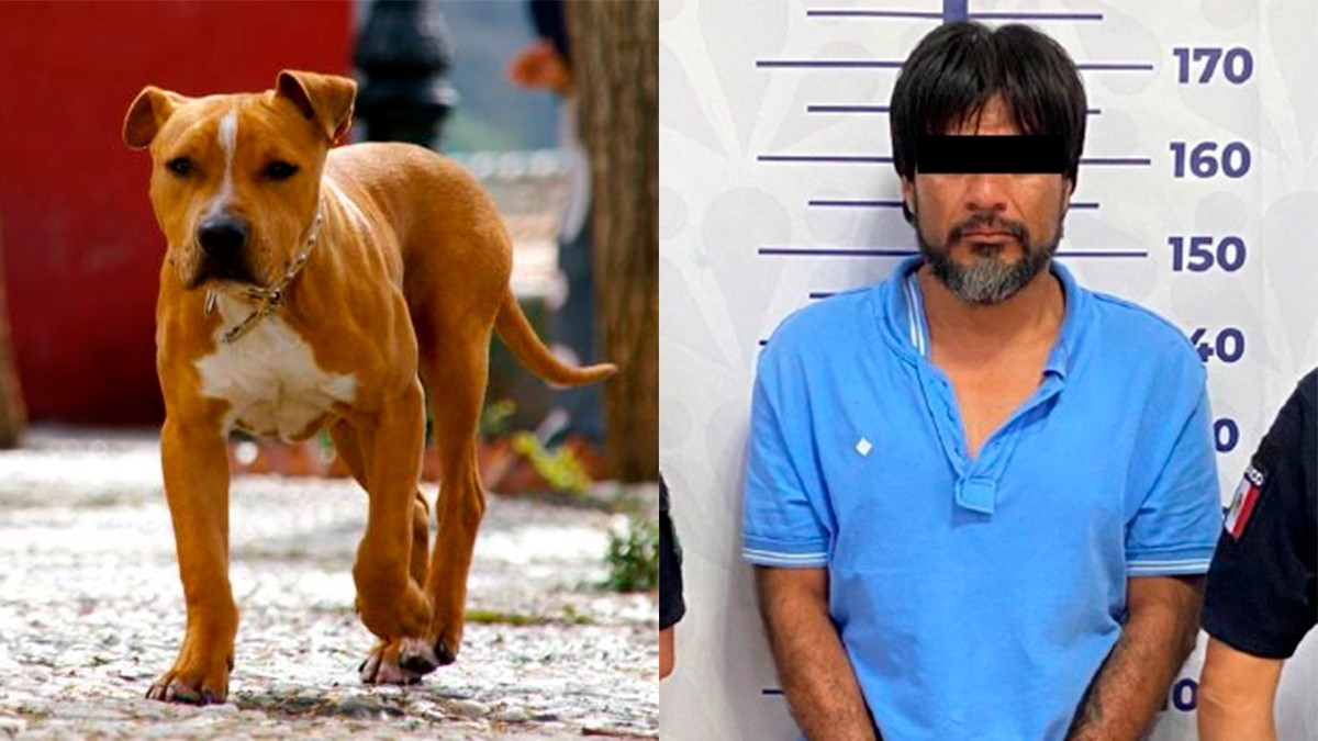 Perrita muere defendiendo a su dueña de un ataque con cuchillo; el agresor fue detenido