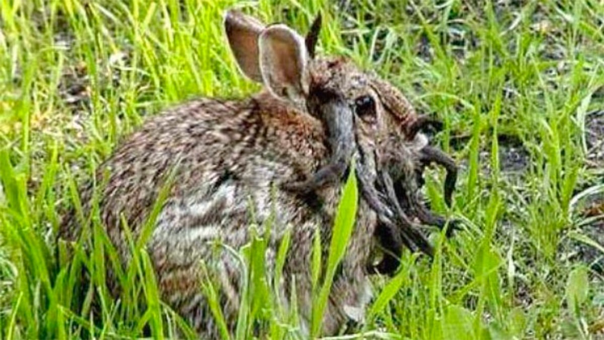 ¿Existen los conejos con tentáculos y cuernos en la cara? Esta es la explicación