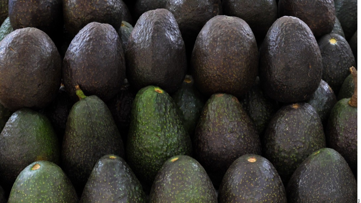 Buscan ¡desde EU! a terror de aguacateros