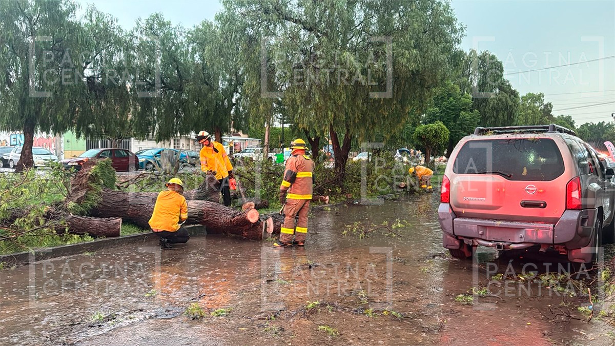 VIDEOS Lluvias intensas provocan caída de árbol y caos vial en varias zonas de León