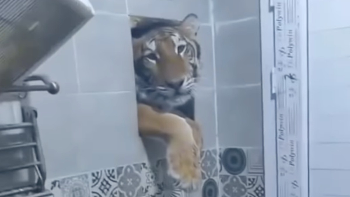 VIDEO Hombre se iba a bañar y es sorprendido por este feroz animal