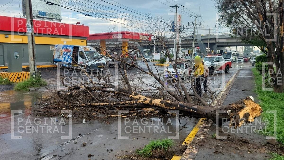 ¡Ten cuidado! Árboles caídos tras lluvias en León afectan estas vialidades