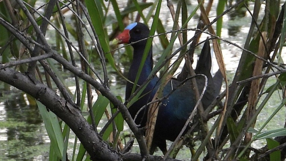 ¡Hermosos colores! Llega este nuevo inquilino al Parque Metropolitano