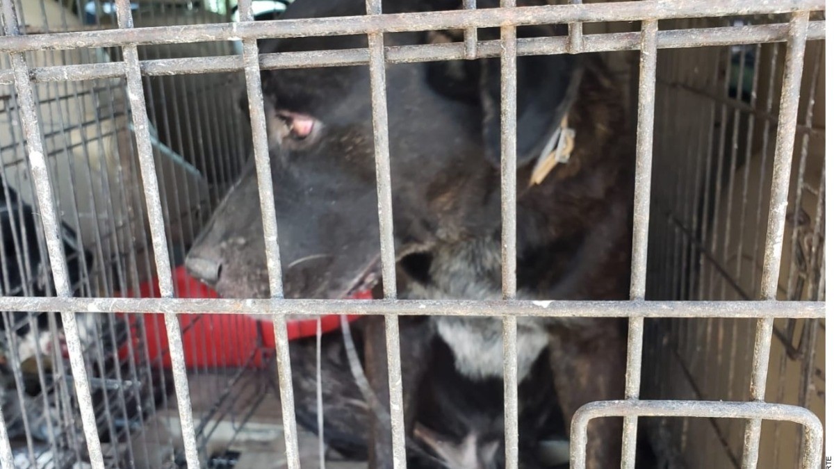 Matan perros a bebé en Matamoros