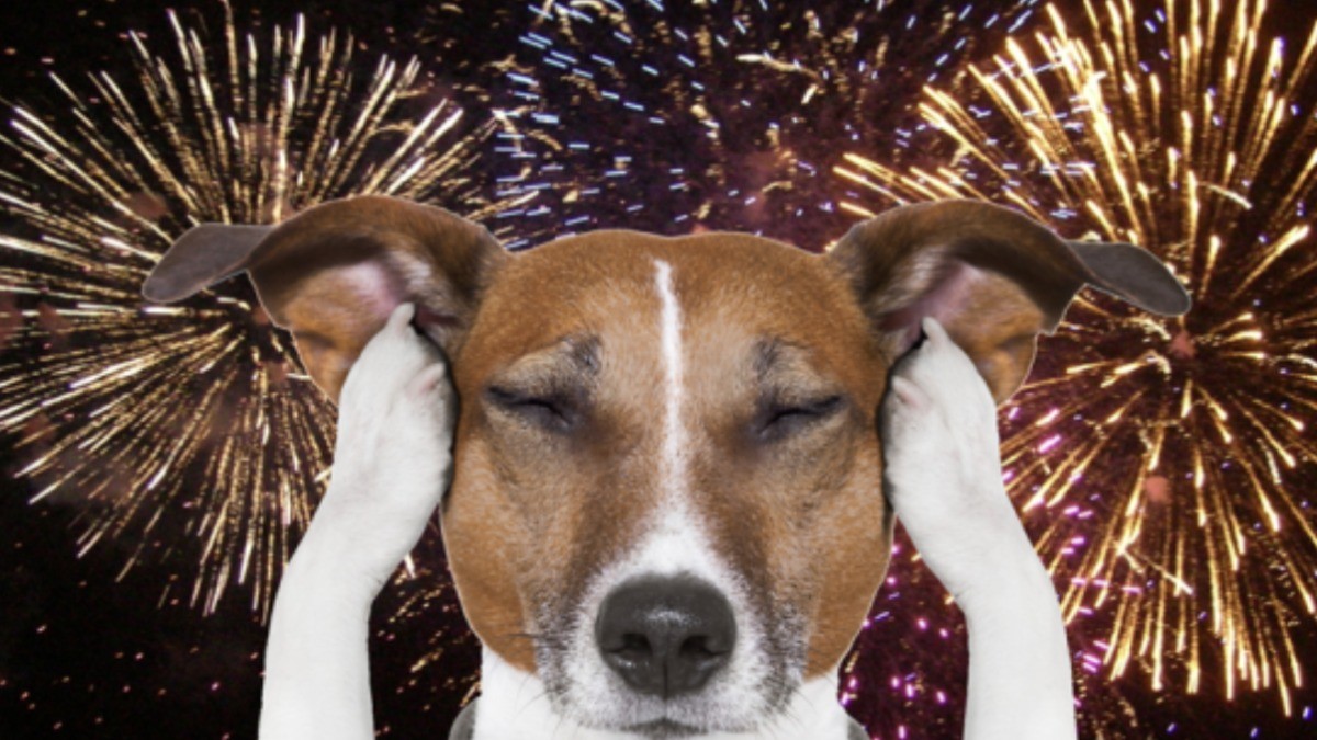 ¡No más perritos asustados! Checa estos tips y protege a tu mascota de la pirotecnia