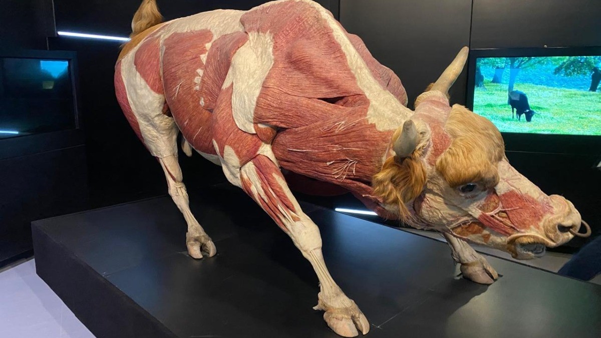 Explora presenta asombrosa exposición de anatomía animal 'desde dentro'