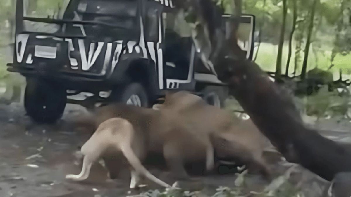 VIDEO No logran salvarlo: Cuidador muere atacado por leones frente a visitantes