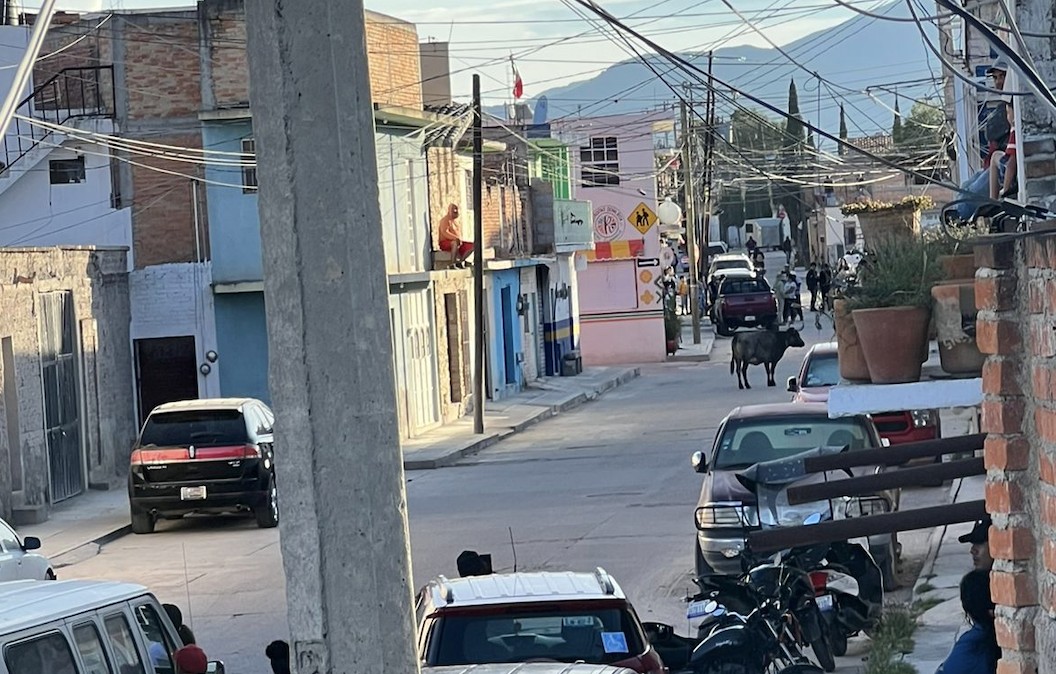 VIDEOS ¡Corran todos! Tres toros escapan y hacen destrozos a su paso; policía mata a dos
