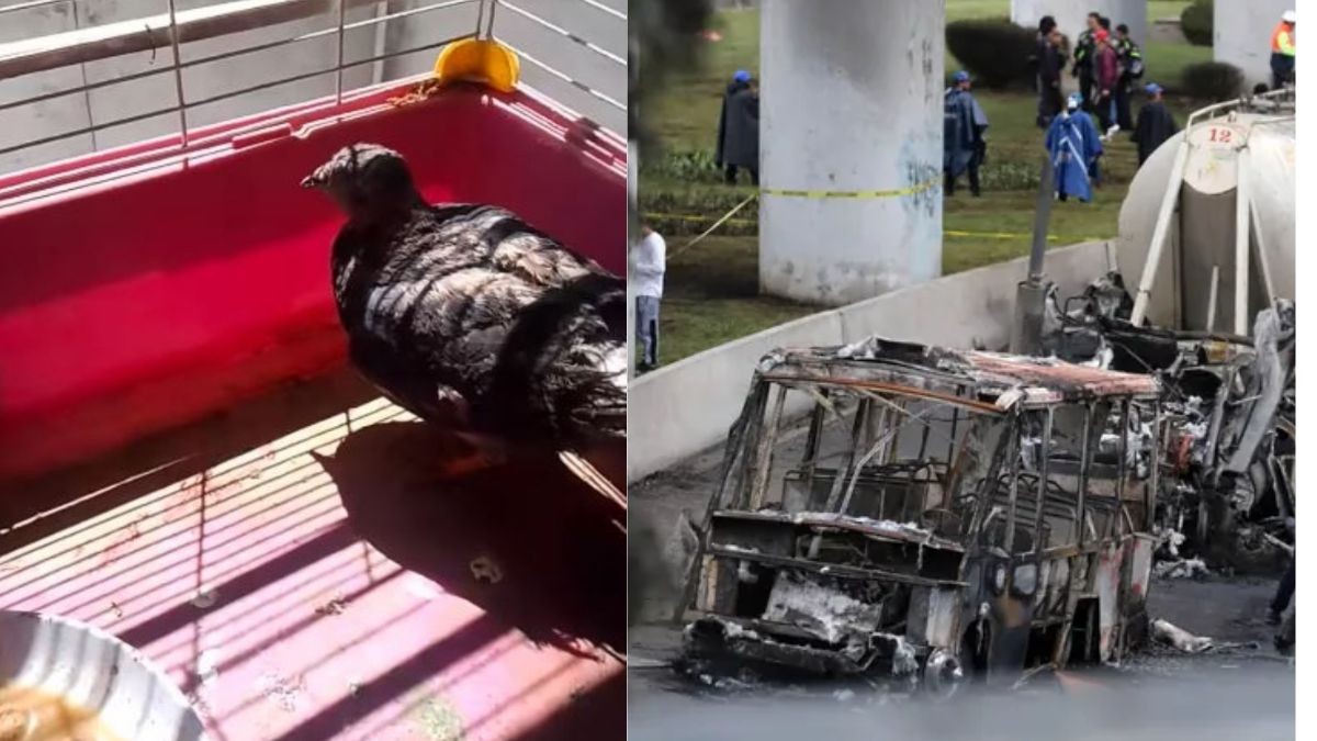 Luchó por su vida: Muere “Esperancita”, la paloma que sobrevivió a explosión en Iztapalapa 