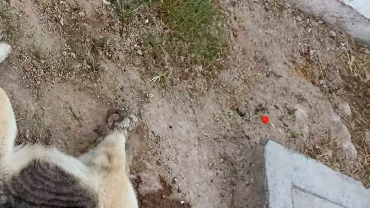 VIDEO Denuncian envenenamiento de perros y gatos; gobernadora pide castigo a responsables