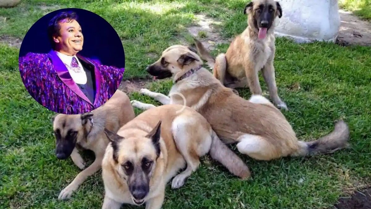 VIDEO ¡Aplausos! Museo Juan Gabriel se vuelve viral por proteger perritos callejeros 