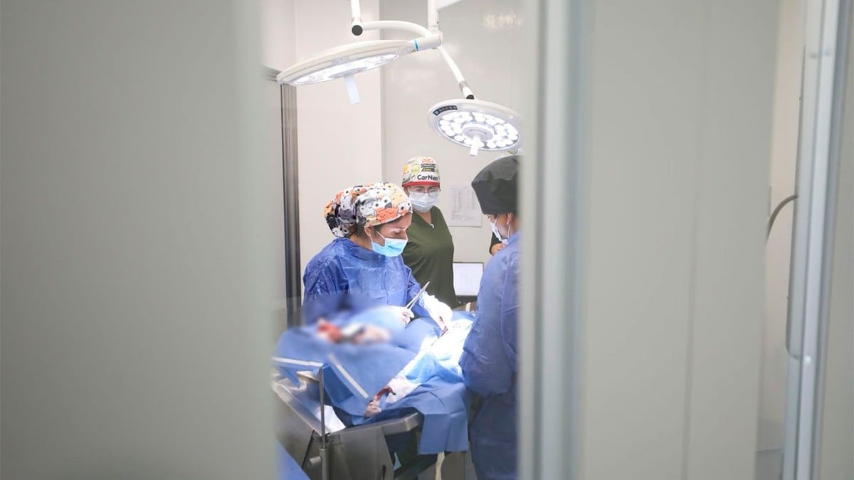 León es líder nacional en esterilizaciones gratuitas a mascotas: ¿cuántas ha realizado?