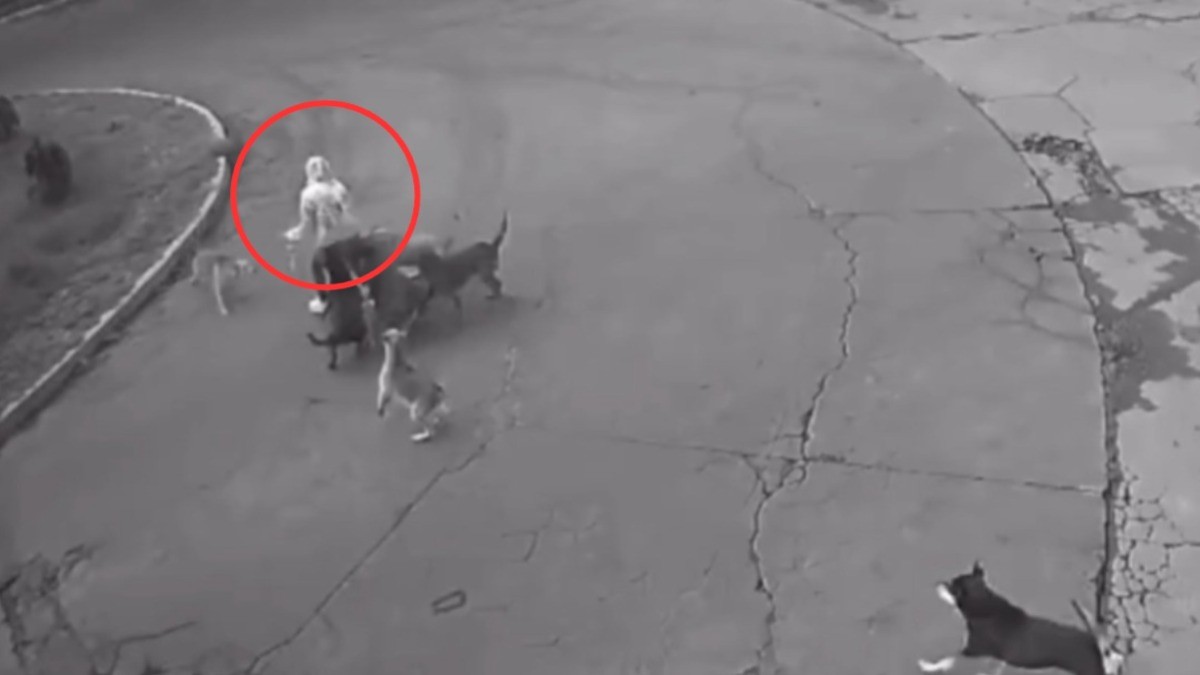 VIDEO ¡Brutal! Mujer iba tranquila y de pronto 6 perros la atacaron, ¡esto hizo conductor!