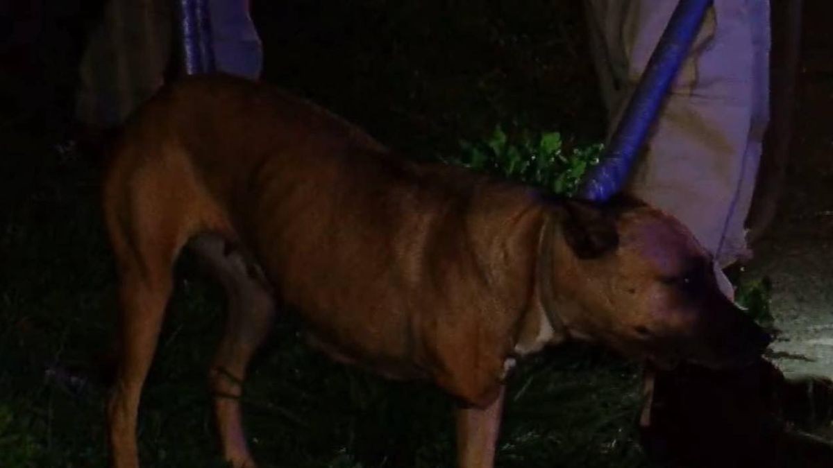 Perrita manca cuidaba el cuerpo: Vecinos localizan a hombre sin vida en vía pública