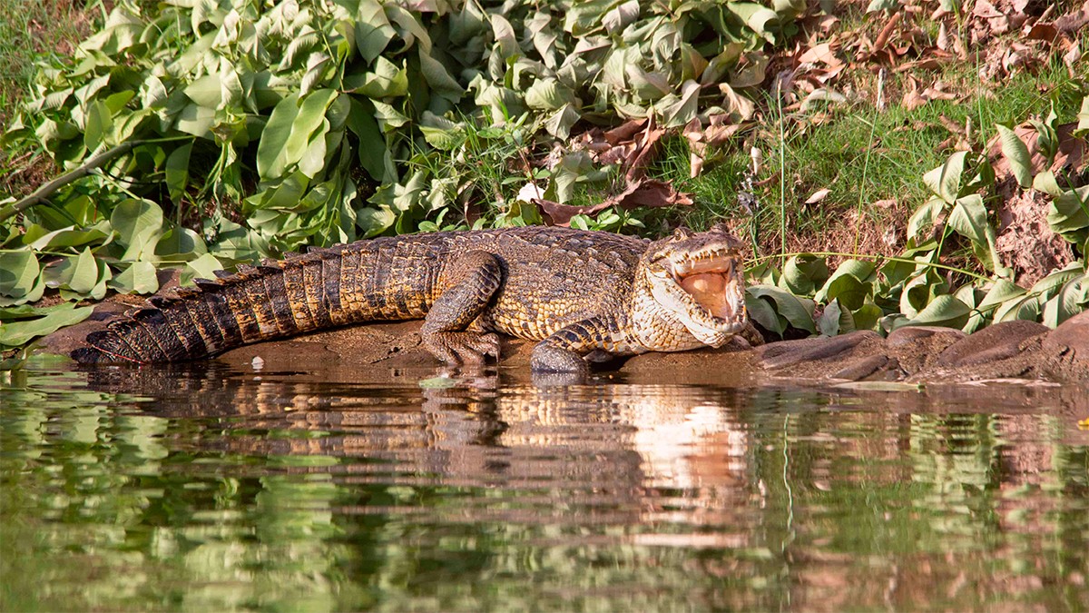 VIDEO Cocodrilo ataca a hombre mientras pescaba en una laguna; vecinos logran rescatarlo