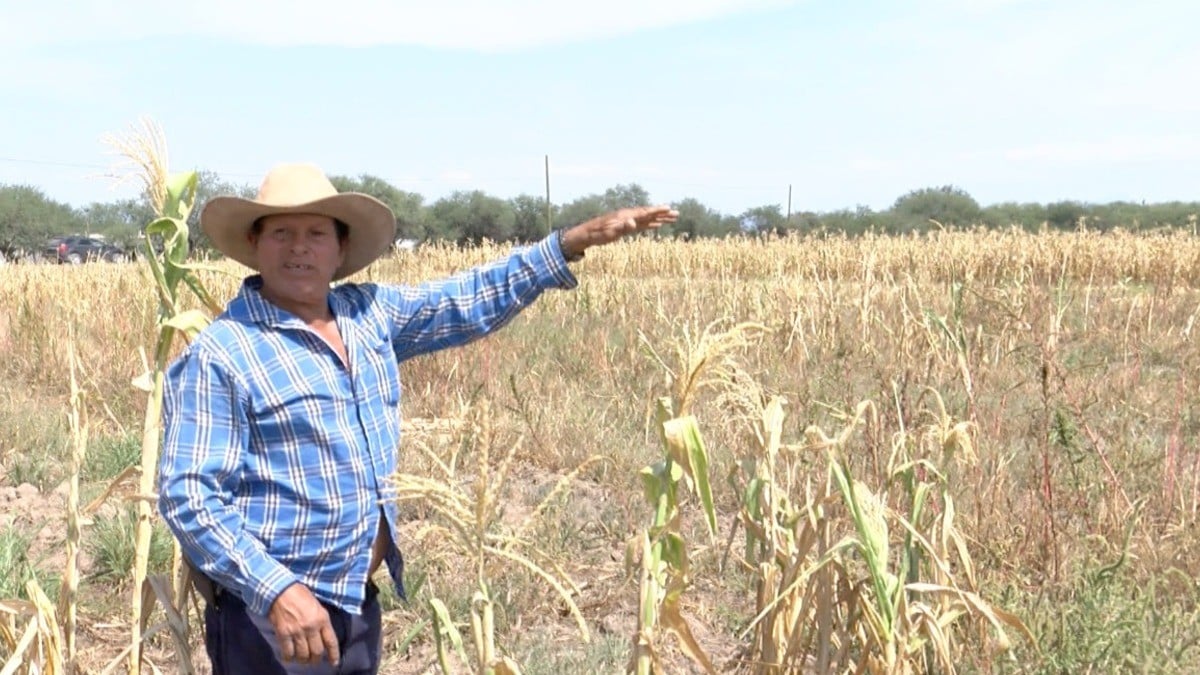¡Crisis en el campo! Gobierno estatal promete a gestionar apoyo federal a campesinos