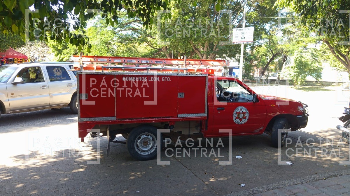 ¡Corran! Ataque de abejas en panteón de León deja a jardinero gravemente herido