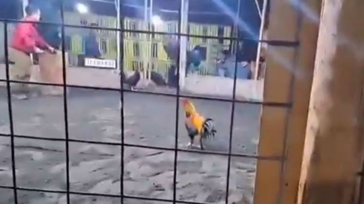 VIDEO Lo hirió con navaja: Gallo mata a su dueño durante pelea clandestina en palenque  