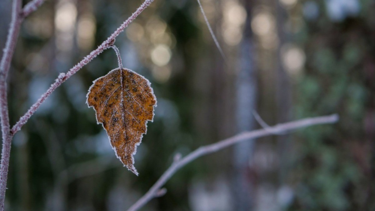 ¡Prepara la chamarra! En esta fecha comenzarán a llegar las heladas al estado