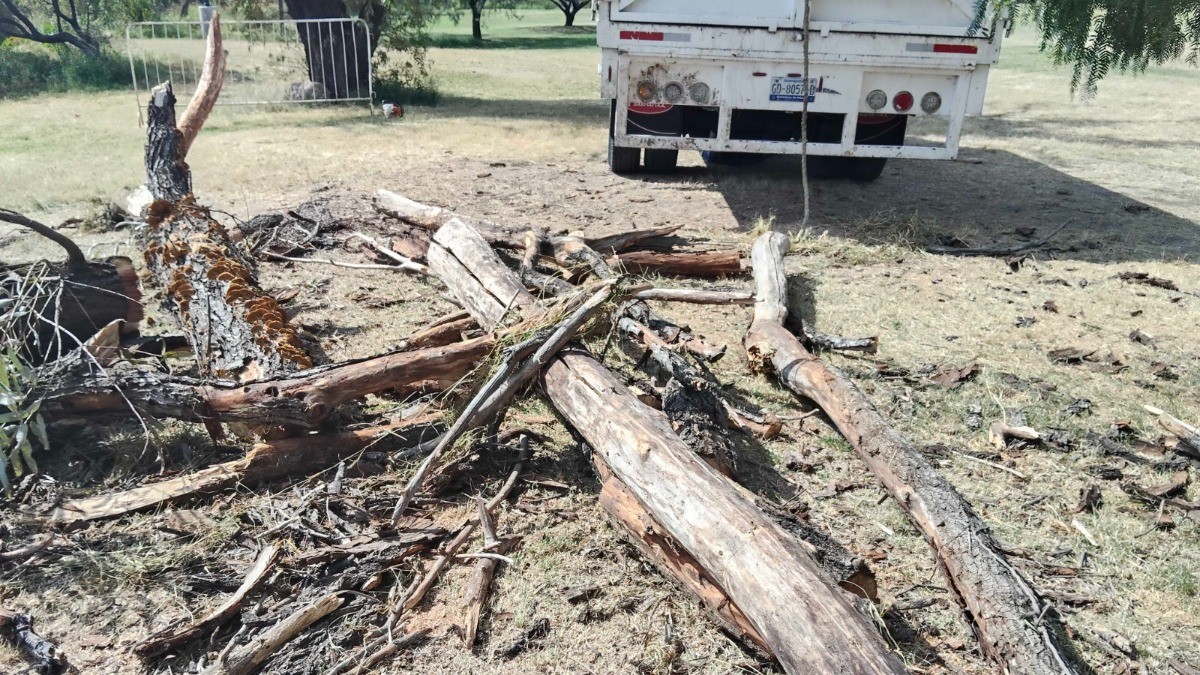 VIDEO ¡Genera indignación! Parque Metropolitano tala nueve árboles por este motivo