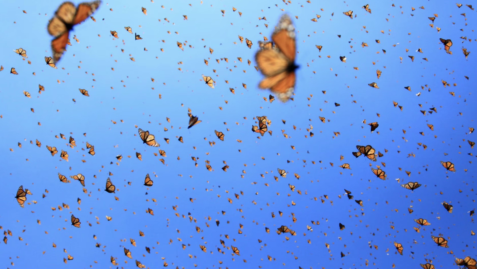 ¡Mariposa Monarca a la conquista de la tecnología!; viaja con mini transmisor