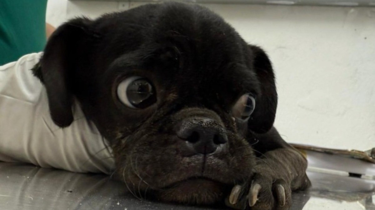 Gobierno municipal obtiene su primer fallo favorable por caso de maltrato animal