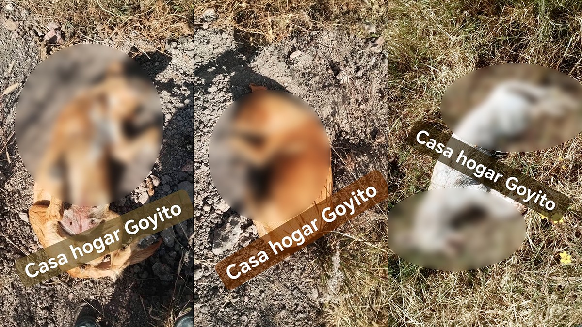 ¡Inhumano! Donan croquetas envenenadas a albergue canino Goyito y mueren 6 perritos en León