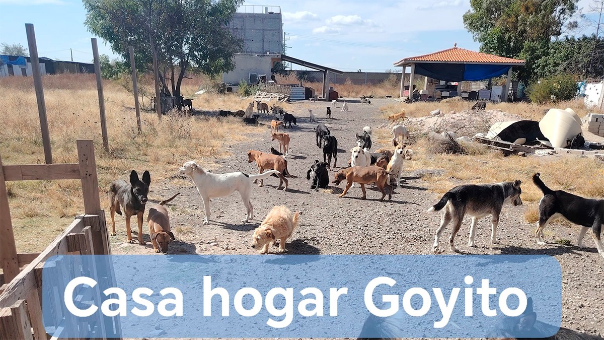 Identifican al presunto responsable de envenenar a seis perros del albergue canino Goyito