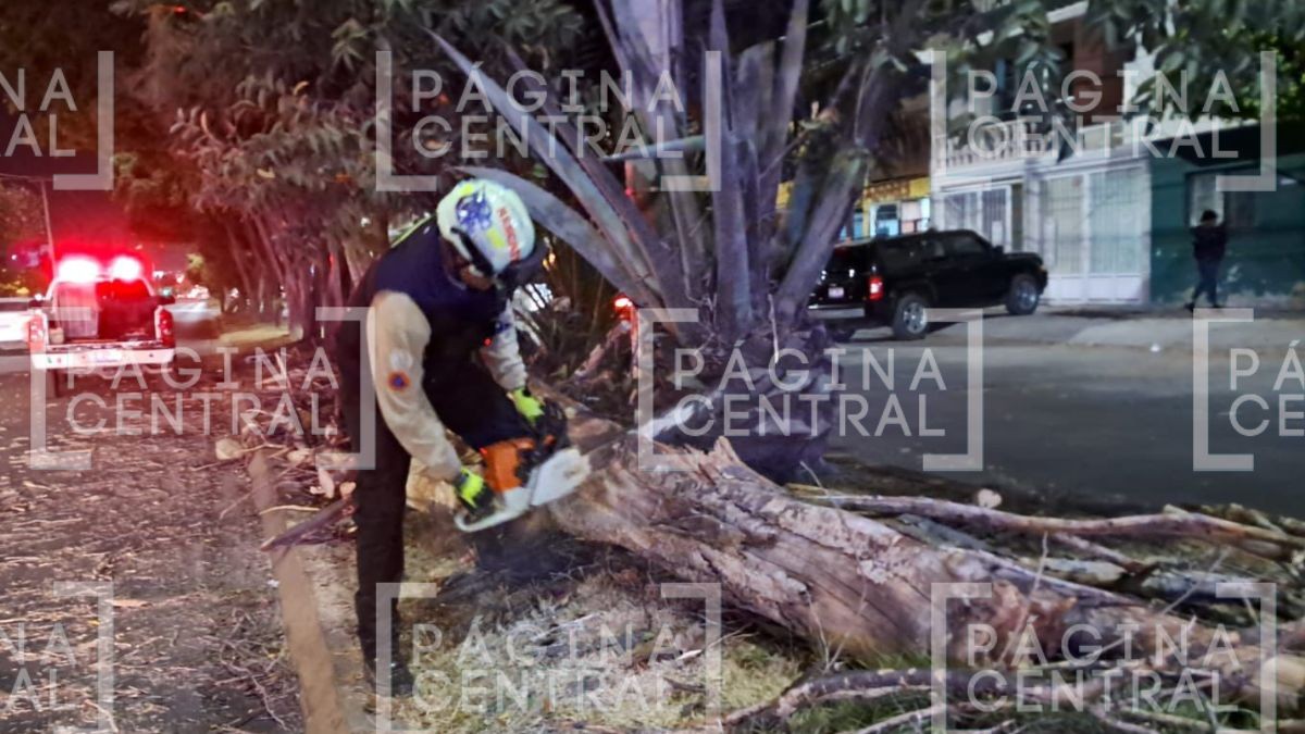 ¡Agárrense! Fuertes vientos de hasta 60 km/h provocan caída de árboles y anuncios en León 