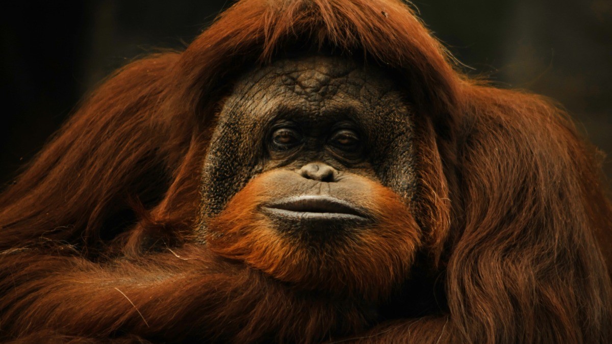 ¡Adiós Katy, te quedas en el corazón de León! Muere orangután en el Zooleón