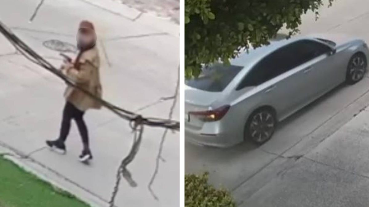 VIDEO ¡Alerta! Denuncian envenenamiento de gatos en esta colonia; sospechan de asiática 