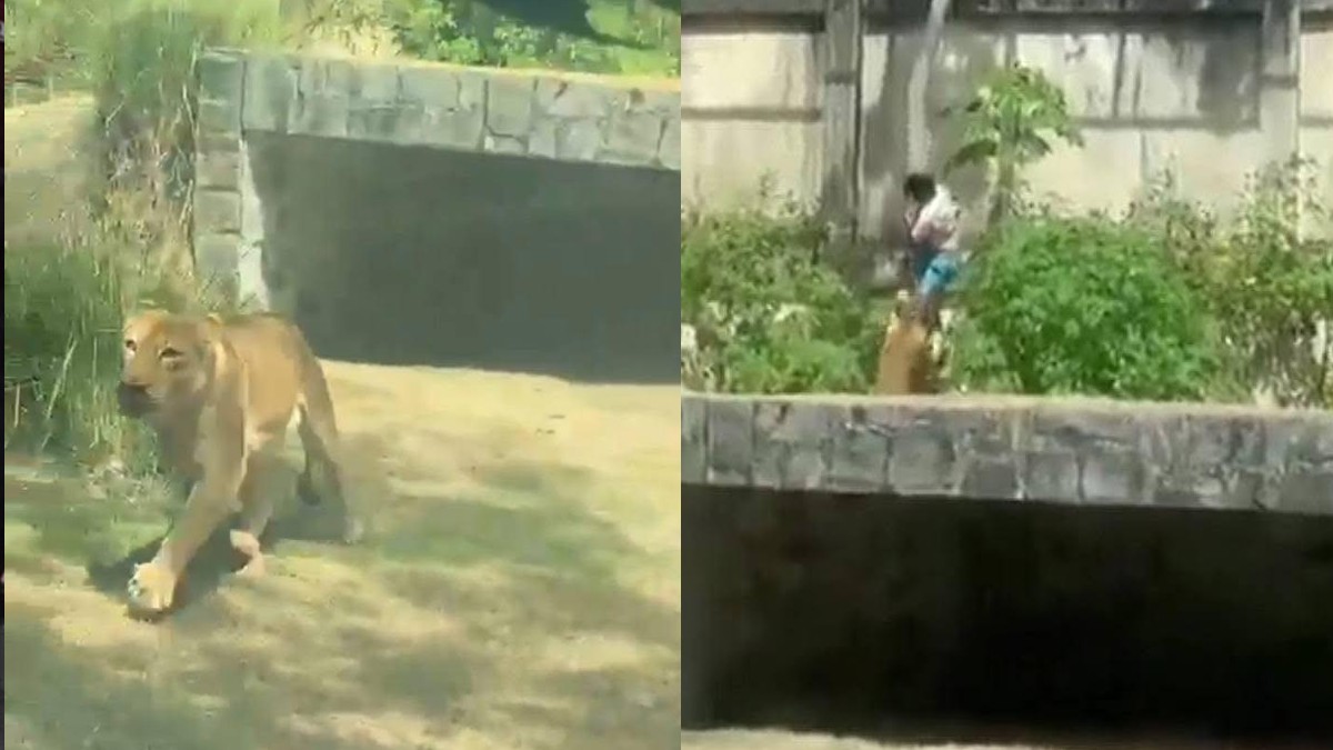VIDEO Hombre entra a la jaula de una leona en un zoológico y muere tras ser atacado