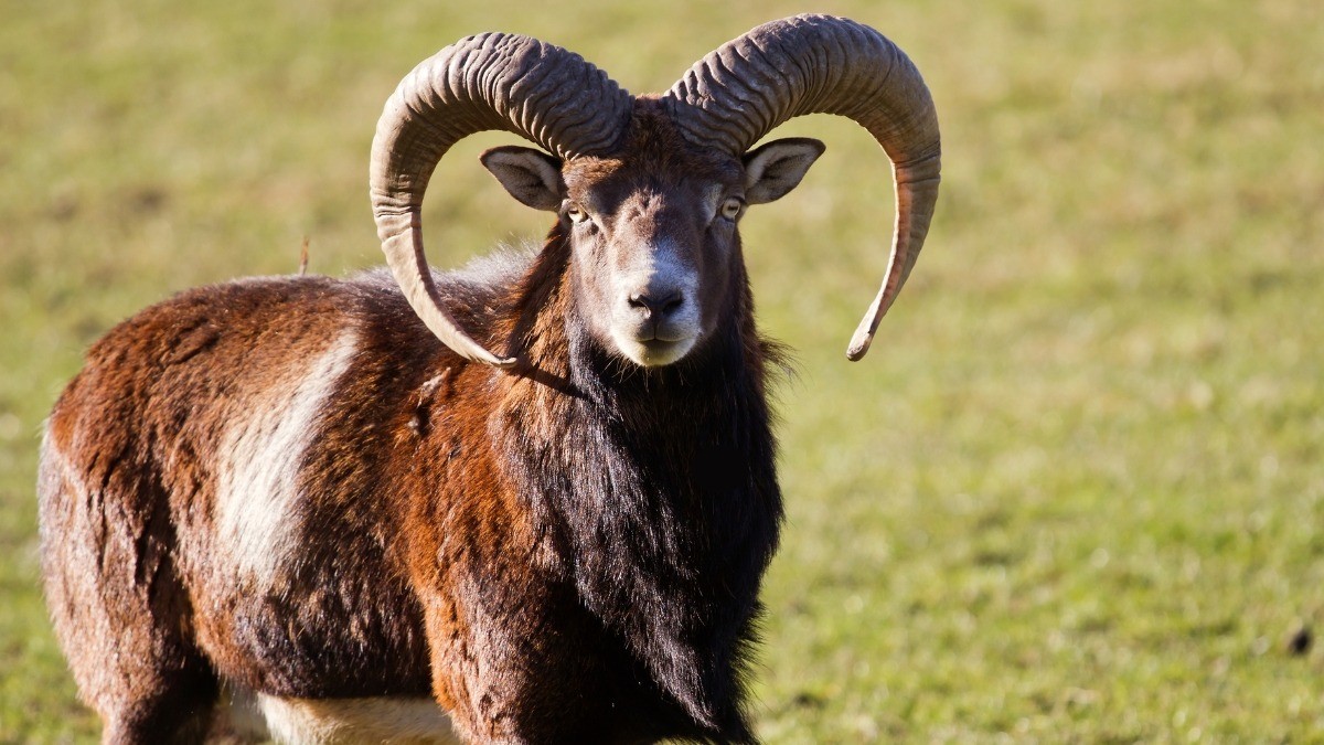 Perros salvajes atacan y matan a 24 borregos muflones del Zoo de León; ¿fue intencional?