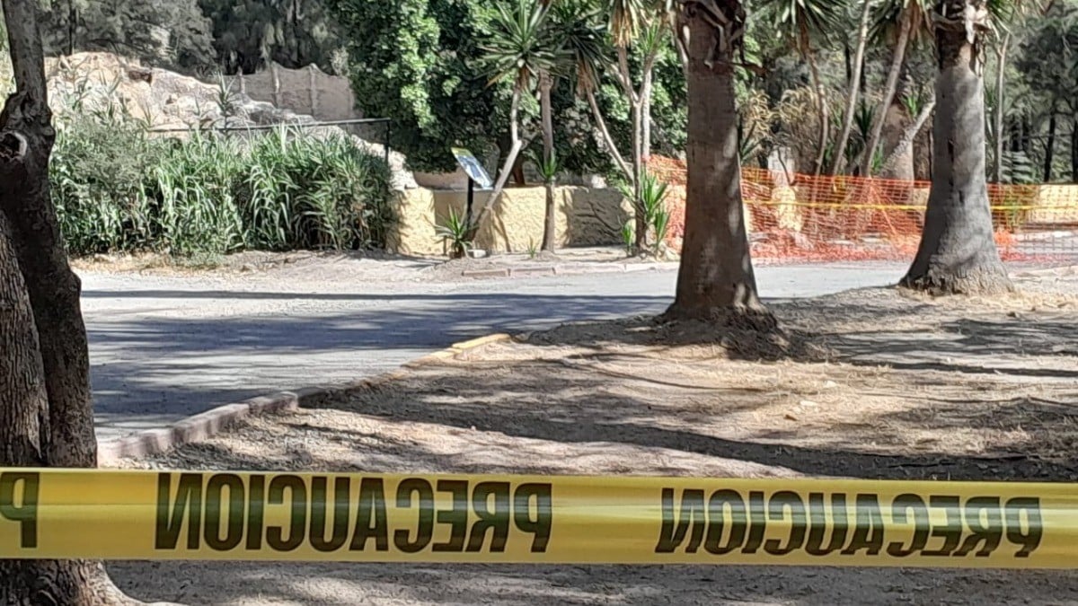 ¿Cerró ZooLeón tras muerte de 24 muflones por ataque de perros? Esto sabemos