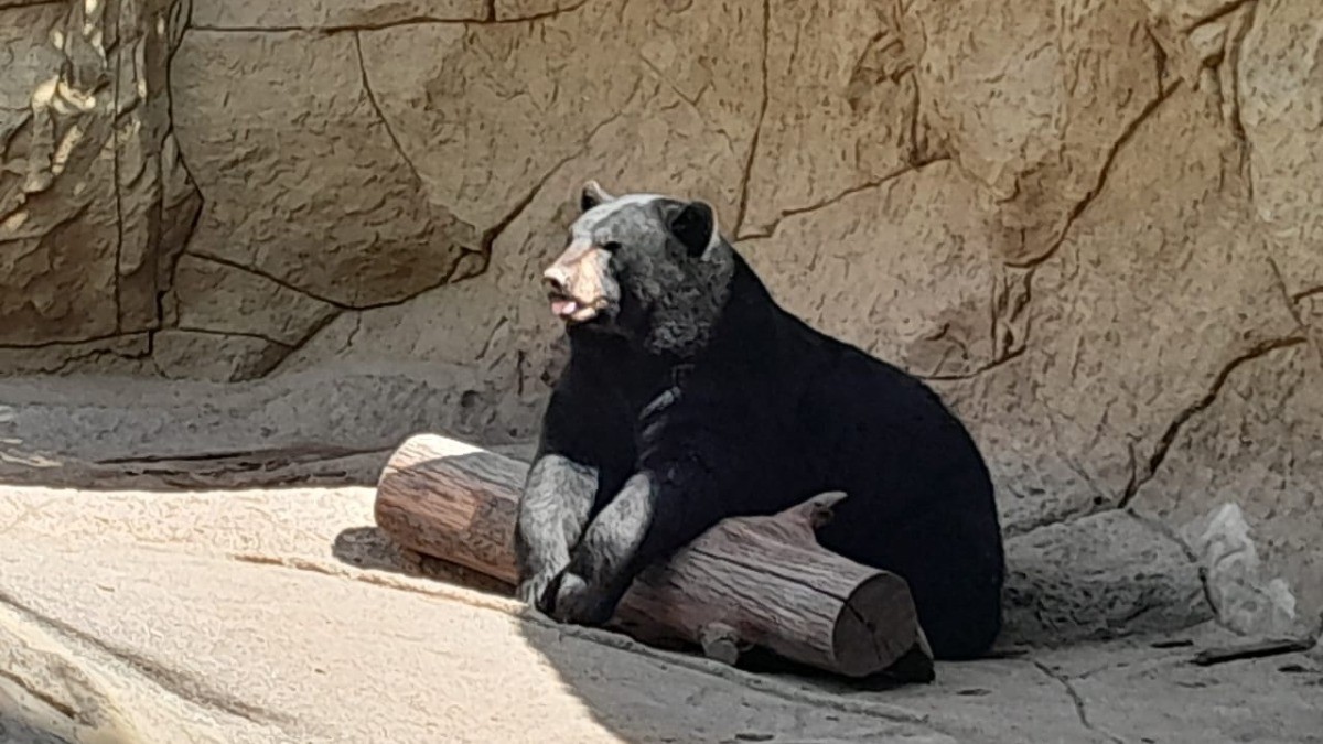 Esto arrojó un estudio realizado sobre la seguridad en el Zoológico de León