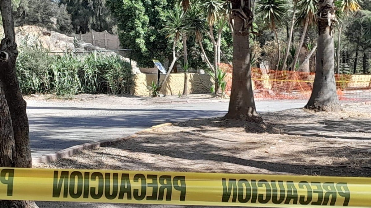 ¿Investiga León qué ocasionó muerte de muflones? Esto dijo el secretario de Ayuntamiento