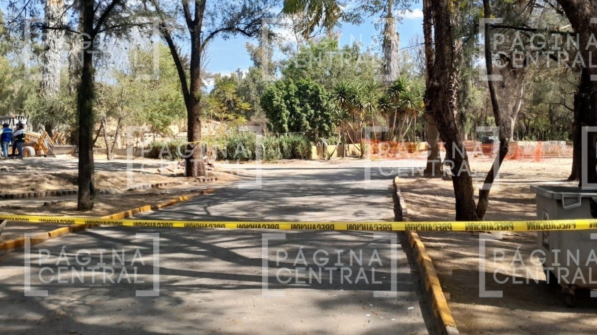 Zoológico de León: Se escaparon 4 lobos, murió un pingüino y un león mató a un avestruz