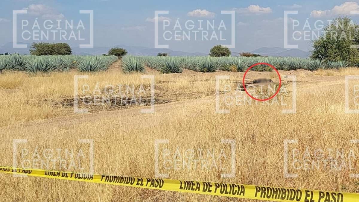 ¡Maniatado! Vecinos iban por terracería cuando vieron un cuerpo calcinado en campo de agave