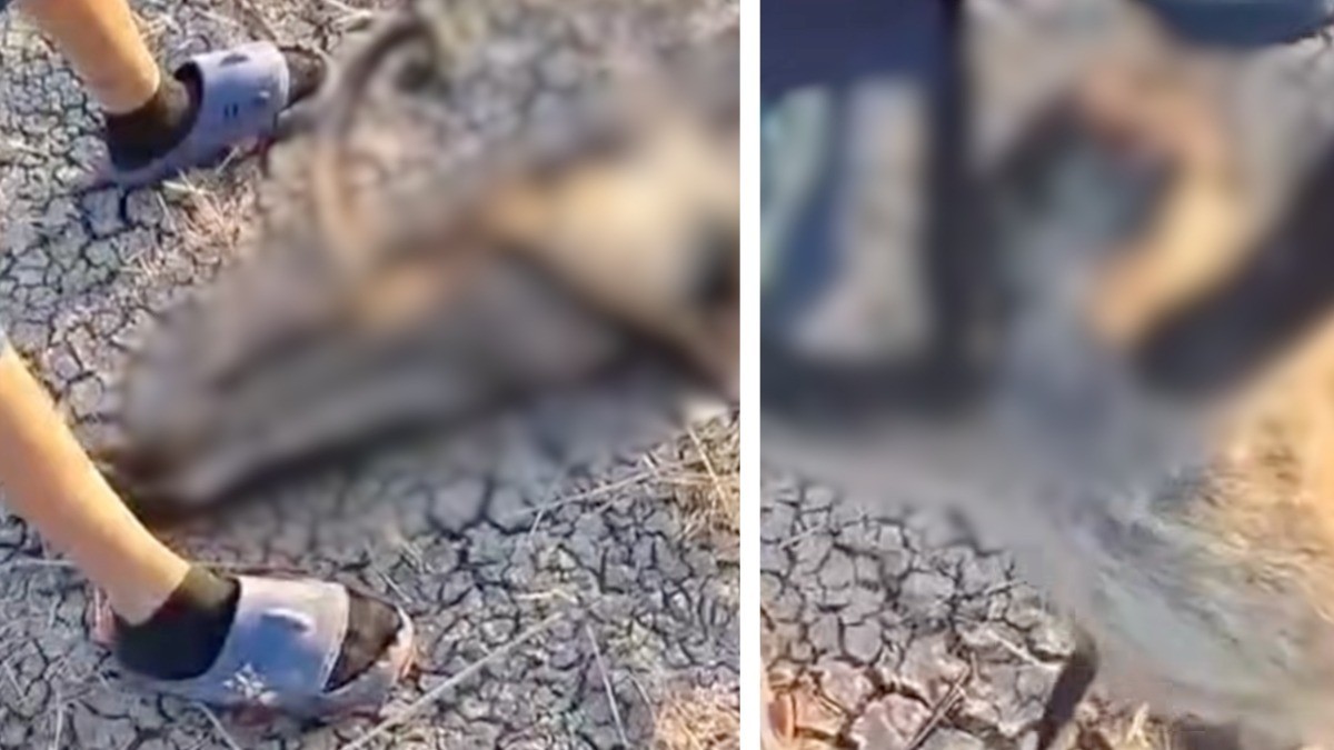 VIDEO ¡Otroooo! Niños encuentran mono araña muerto cerca del Zoológico
