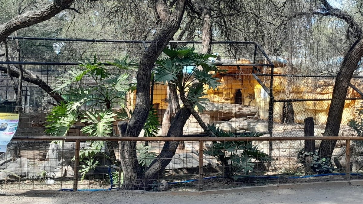 ¿Cuánto invertirán? Gobierno municipal reforzará seguridad y hábitats del Zoológico de León