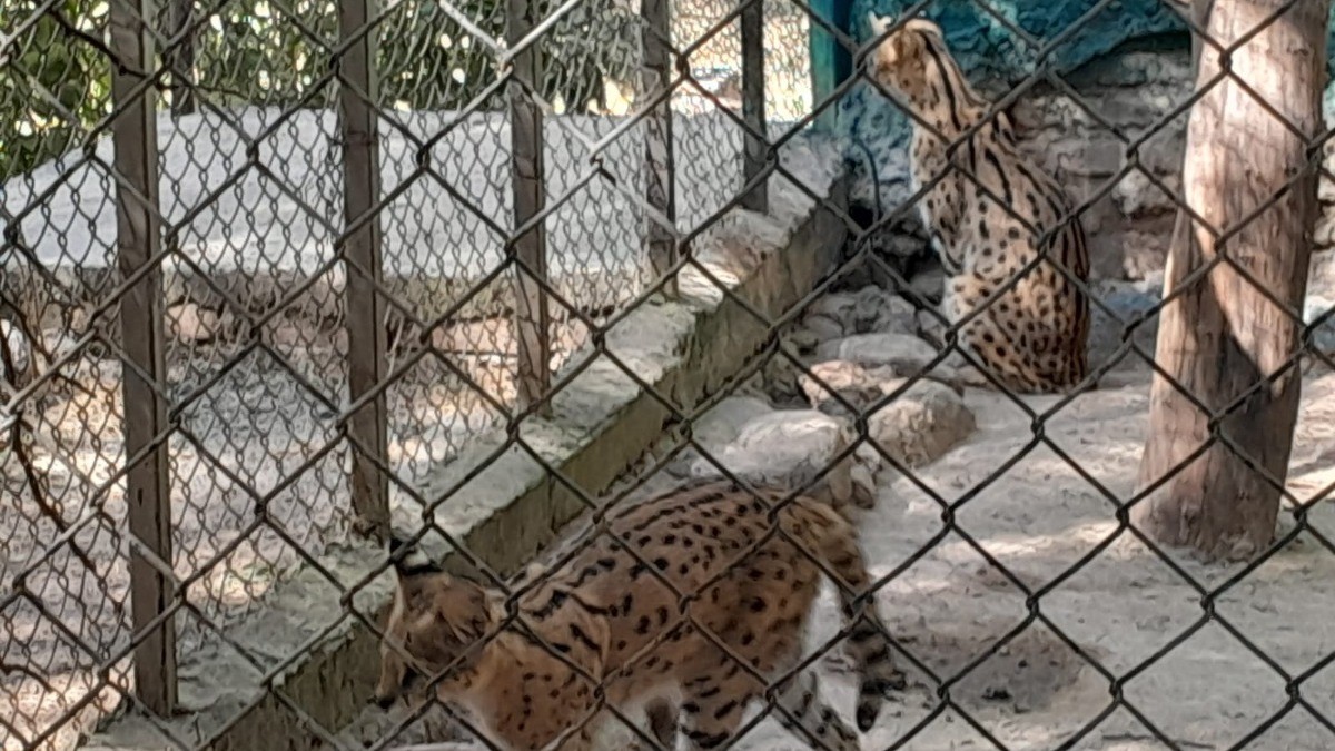 ¿Cuándo es la primera audiencia tras demanda de asociación contra el zoológico?