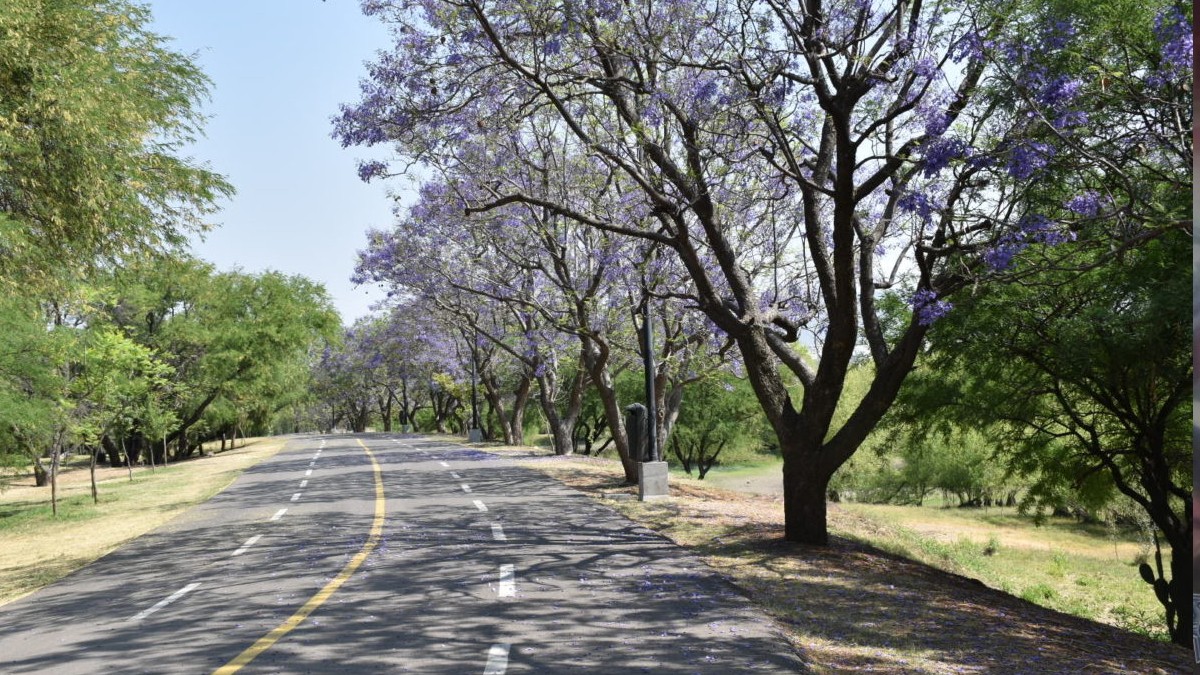 ¡No sueltes la chamarra! Este jueves estará así el clima en León