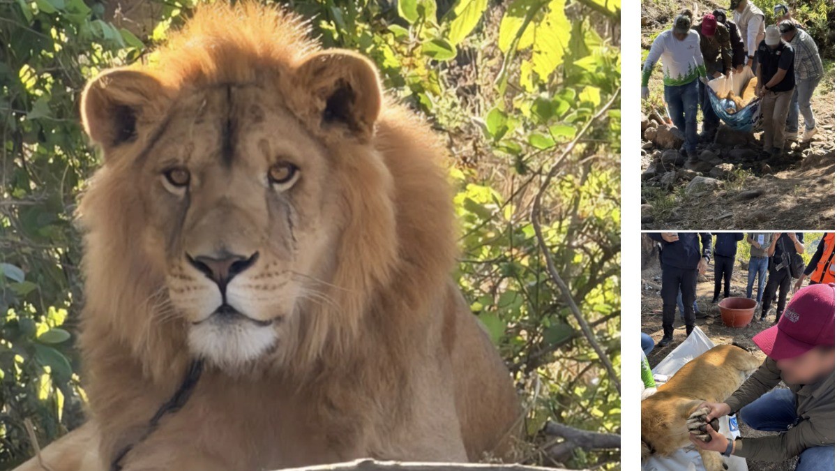 Encuentran a león amarrado a un árbol en campo de agave