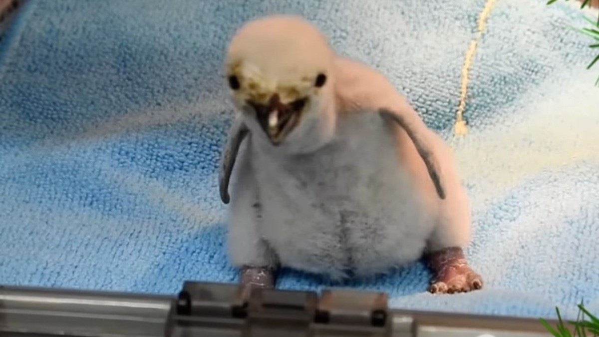 VIDEO ¡Qué ternura! Nace en León el primer pingüino barbijo de la región
