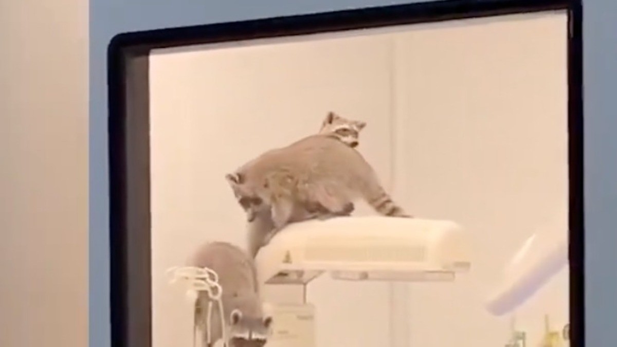 VIDEO ¡Visitantes inesperados! Captan a mapaches en quirófano de este hospital