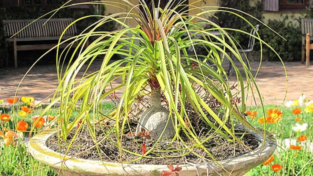 Puedes ir a la cárcel o ser multado con 200 mil pesos si tienes esta planta en casa