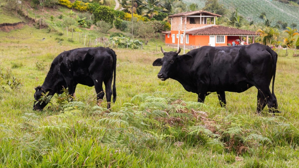 Gusano barrenador deja 'vacas flacas' en el campo mexicano: Sufre pérdidas millonarias