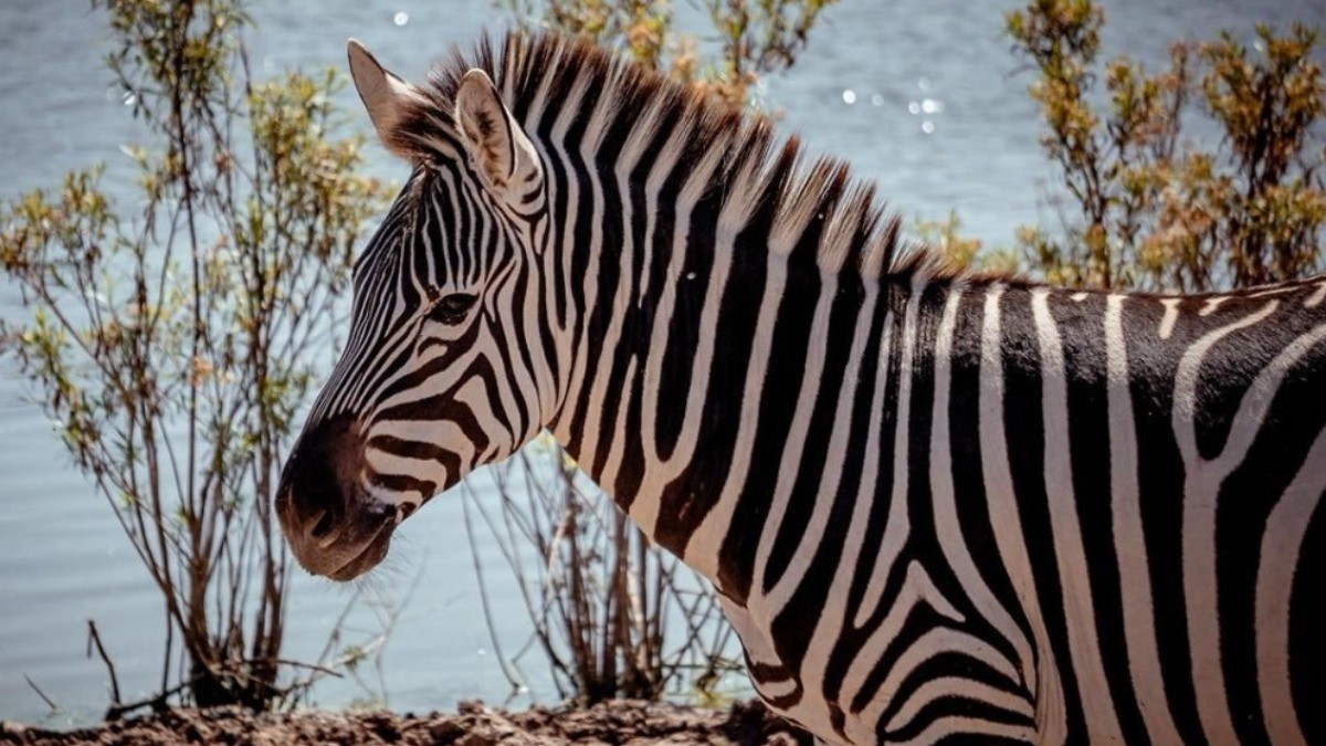 Confirman muerte de cebra en Zoológico de León; ¿ahora qué pasó?