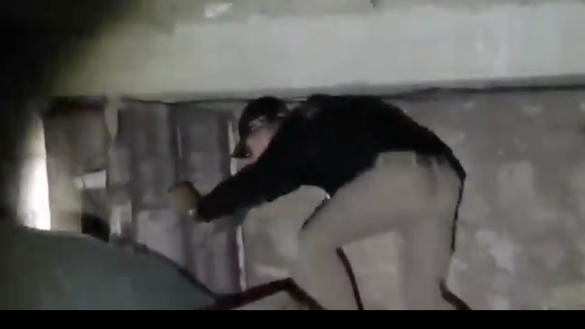 VIDEO Desmantelan búnker criminal con muros blindados y pasadizos secretos en este lugar