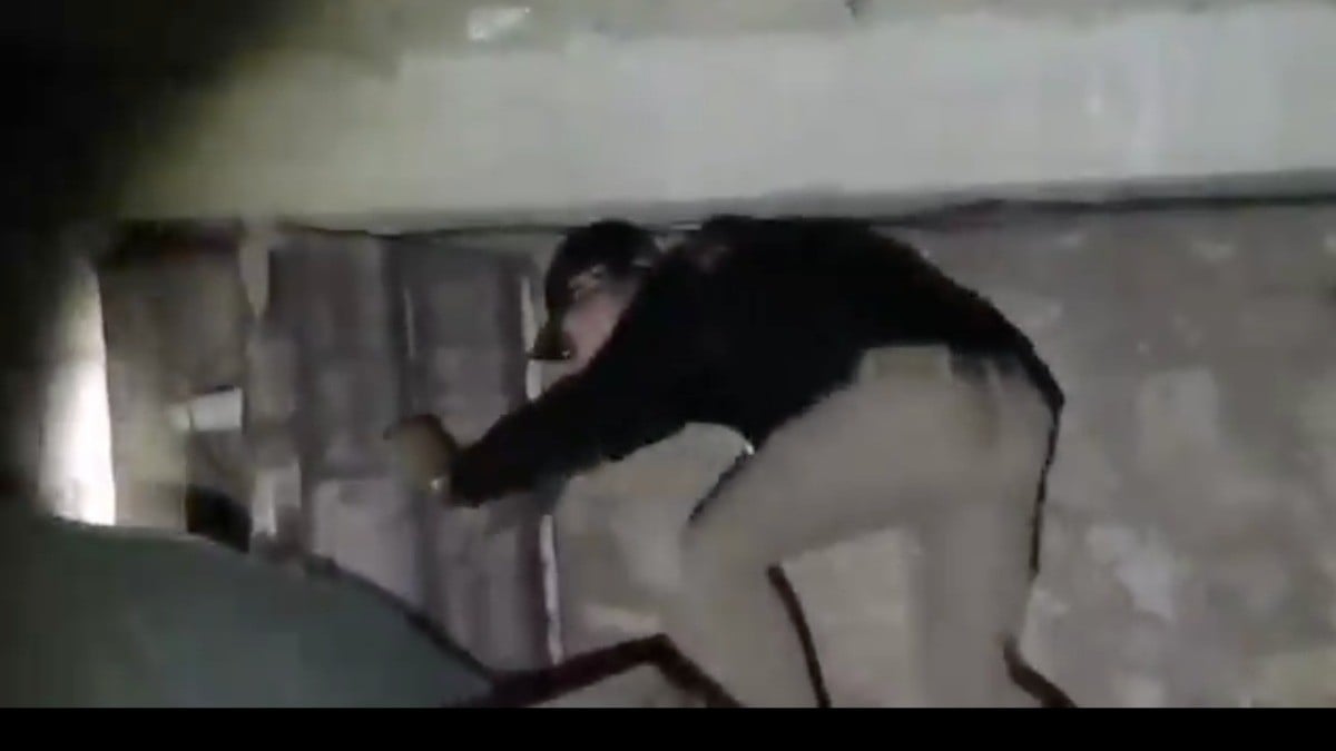 VIDEO Desmantelan búnker criminal con muros blindados y pasadizos secretos en este lugar